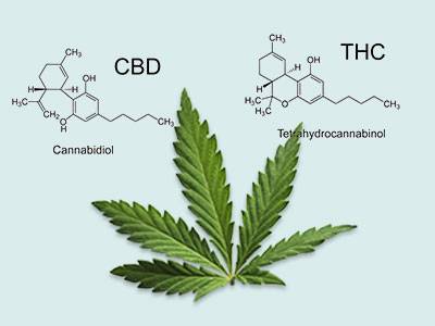 Cannabis – alles Droge oder was?